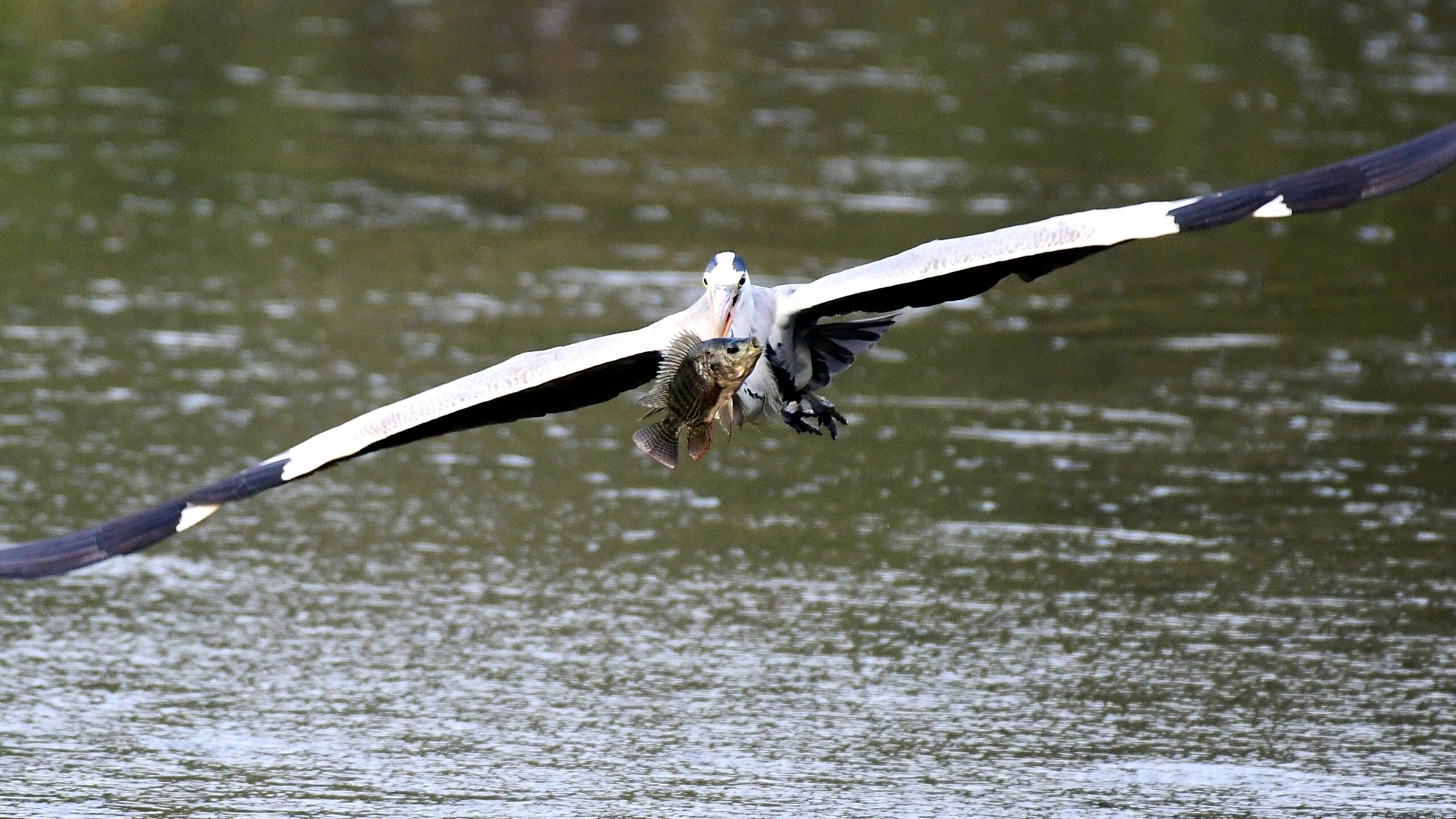 Birds snapped on a Tuesday morning at a lake in Sarjapur.