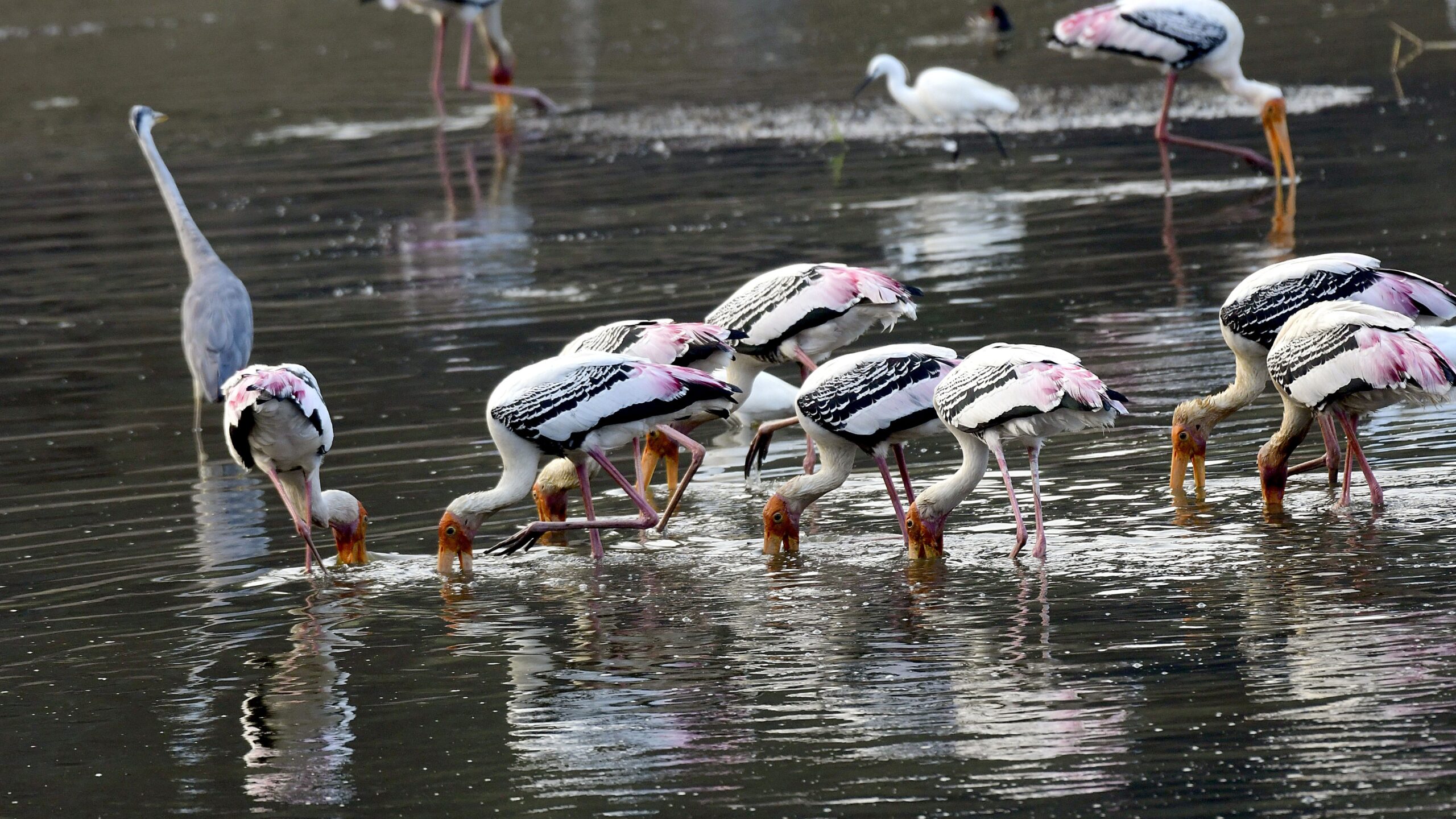 Birds snapped on a Tuesday morning at a lake in Sarjapur.