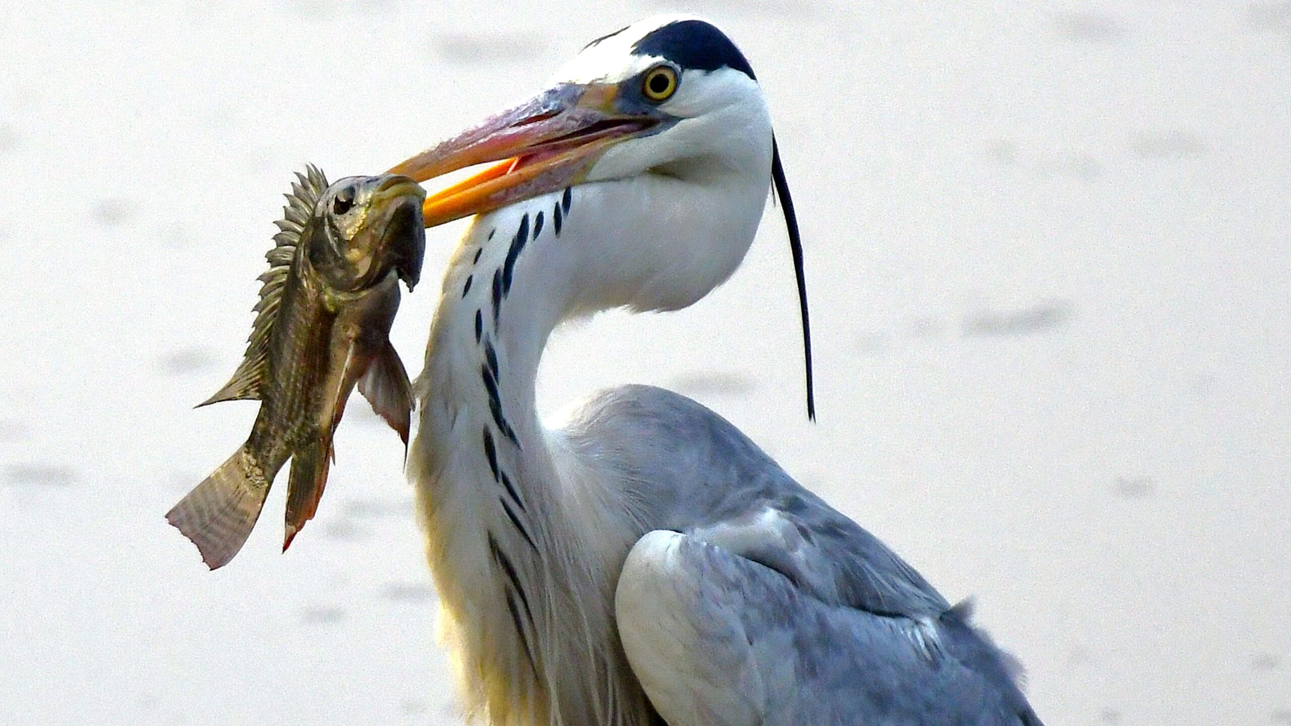 Birds snapped on a Tuesday morning at a lake in Sarjapur.