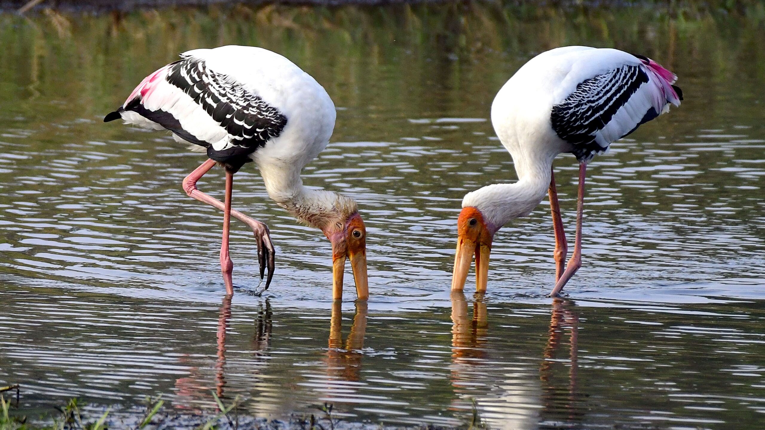 Birds snapped on a Tuesday morning at a lake in Sarjapur.