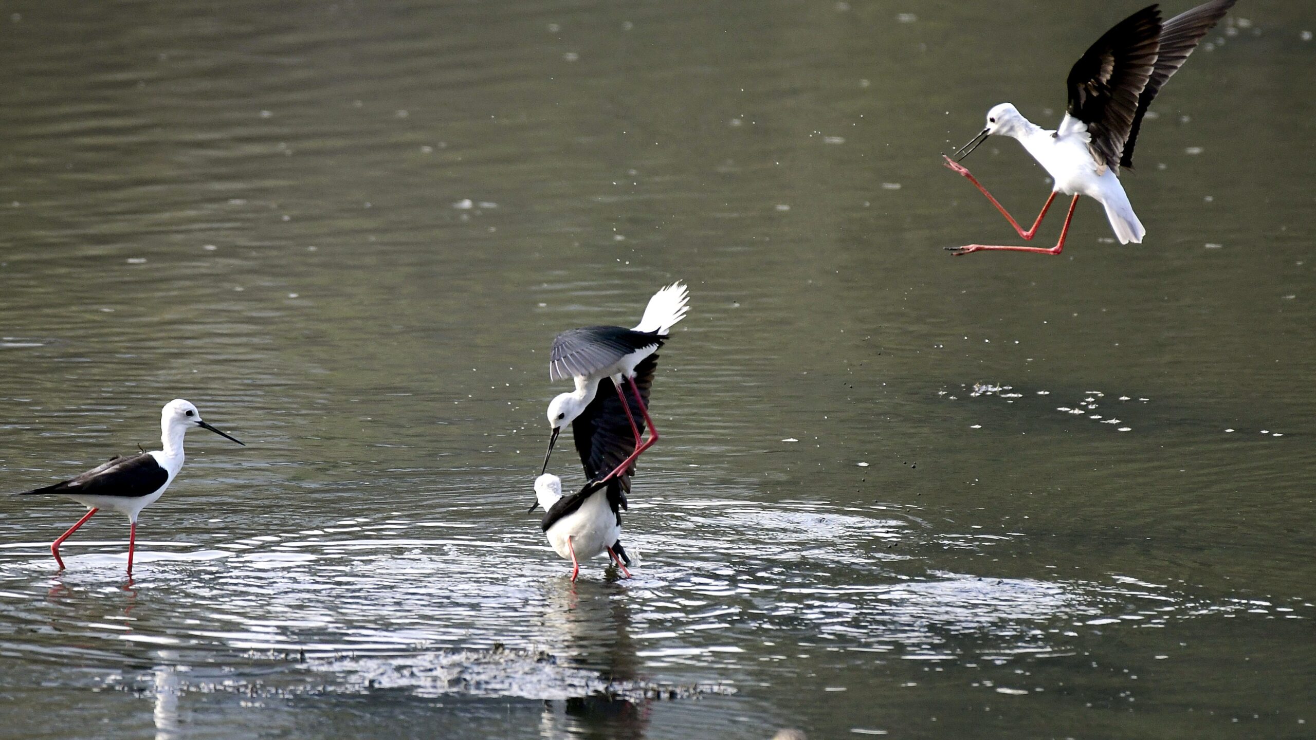 Birds snapped on a Tuesday morning at a lake in Sarjapur.
