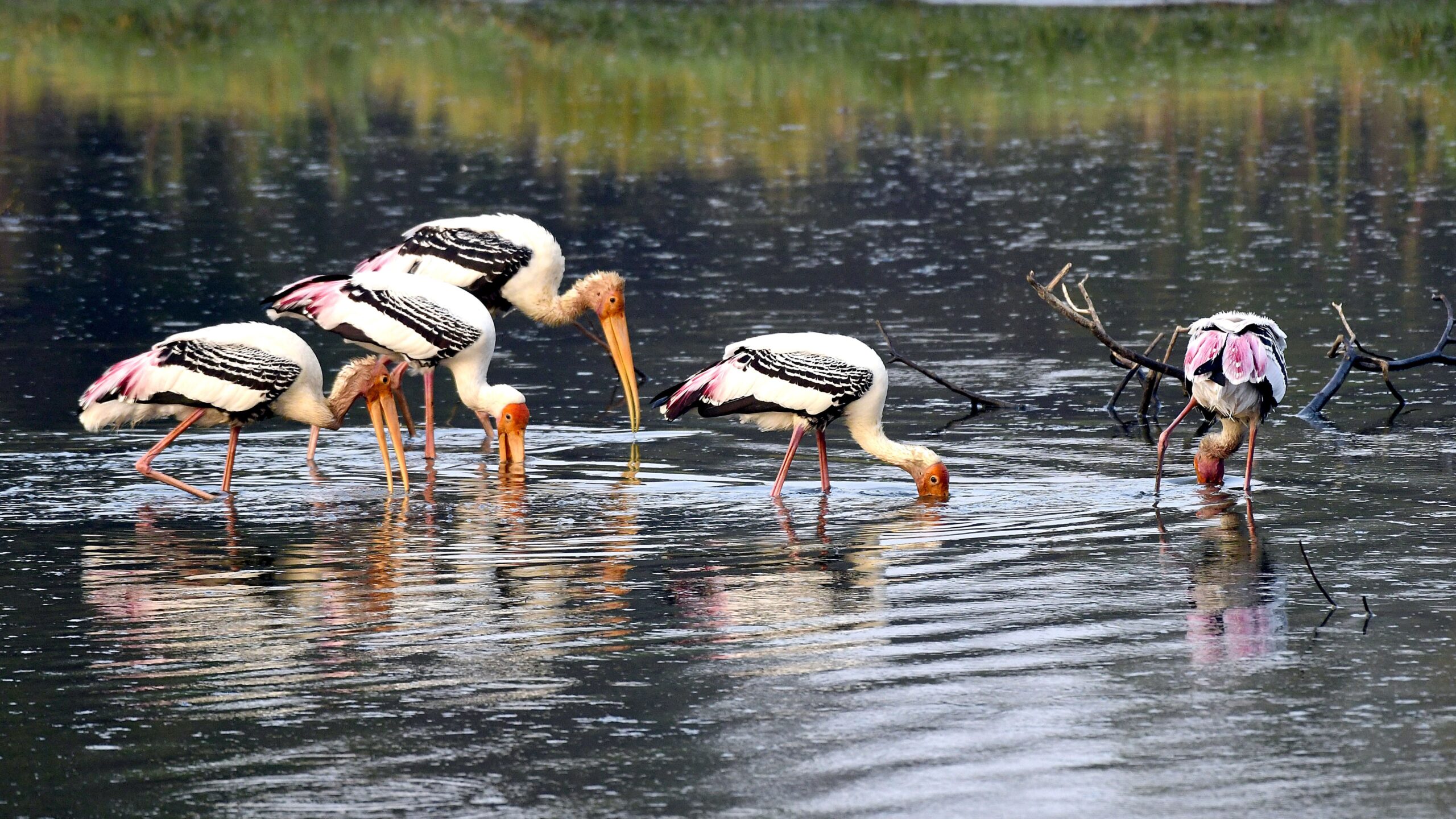 Birds snapped on a Tuesday morning at a lake in Sarjapur.