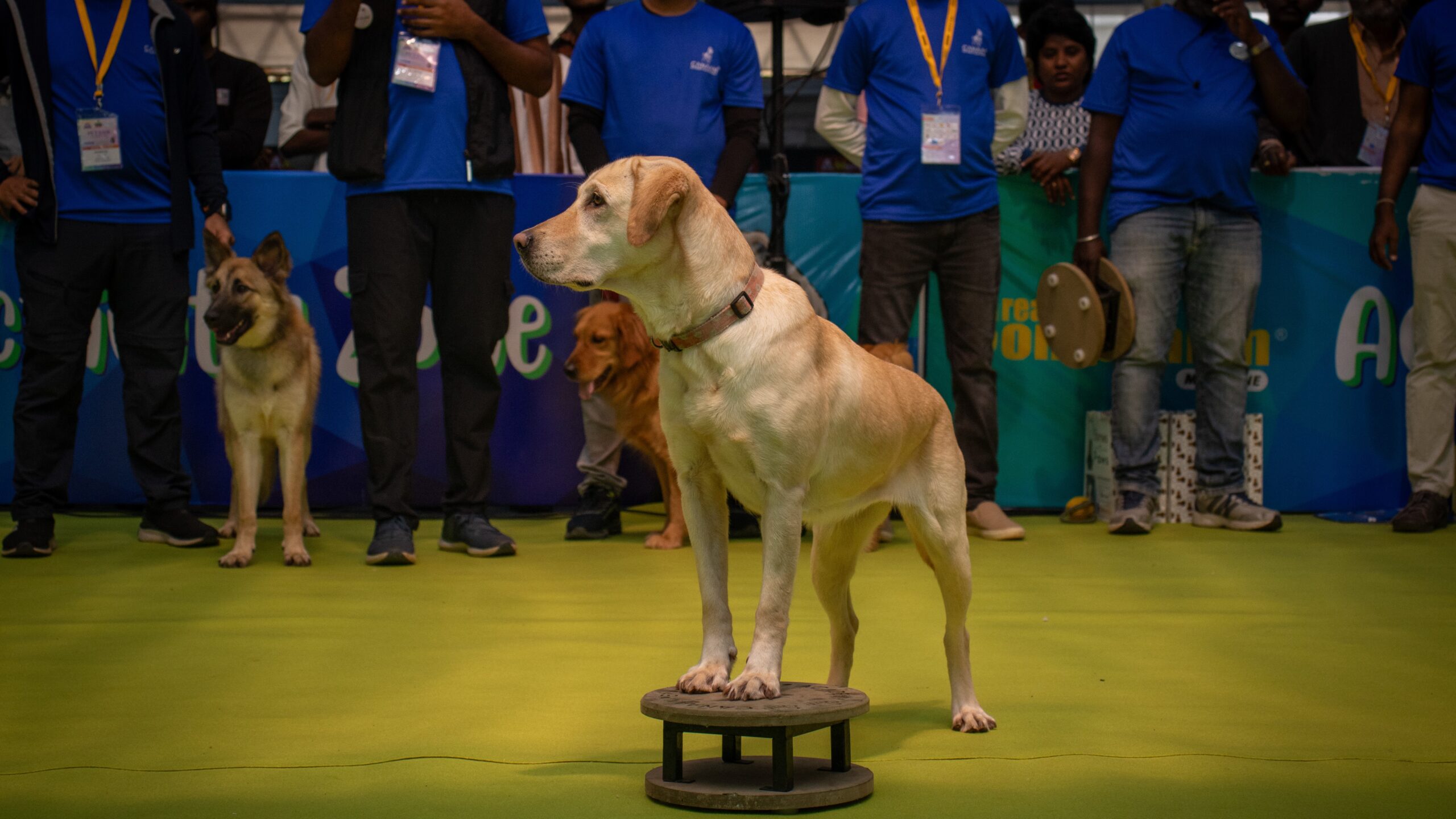 Visuals from the pet trade fair held in the city recently.