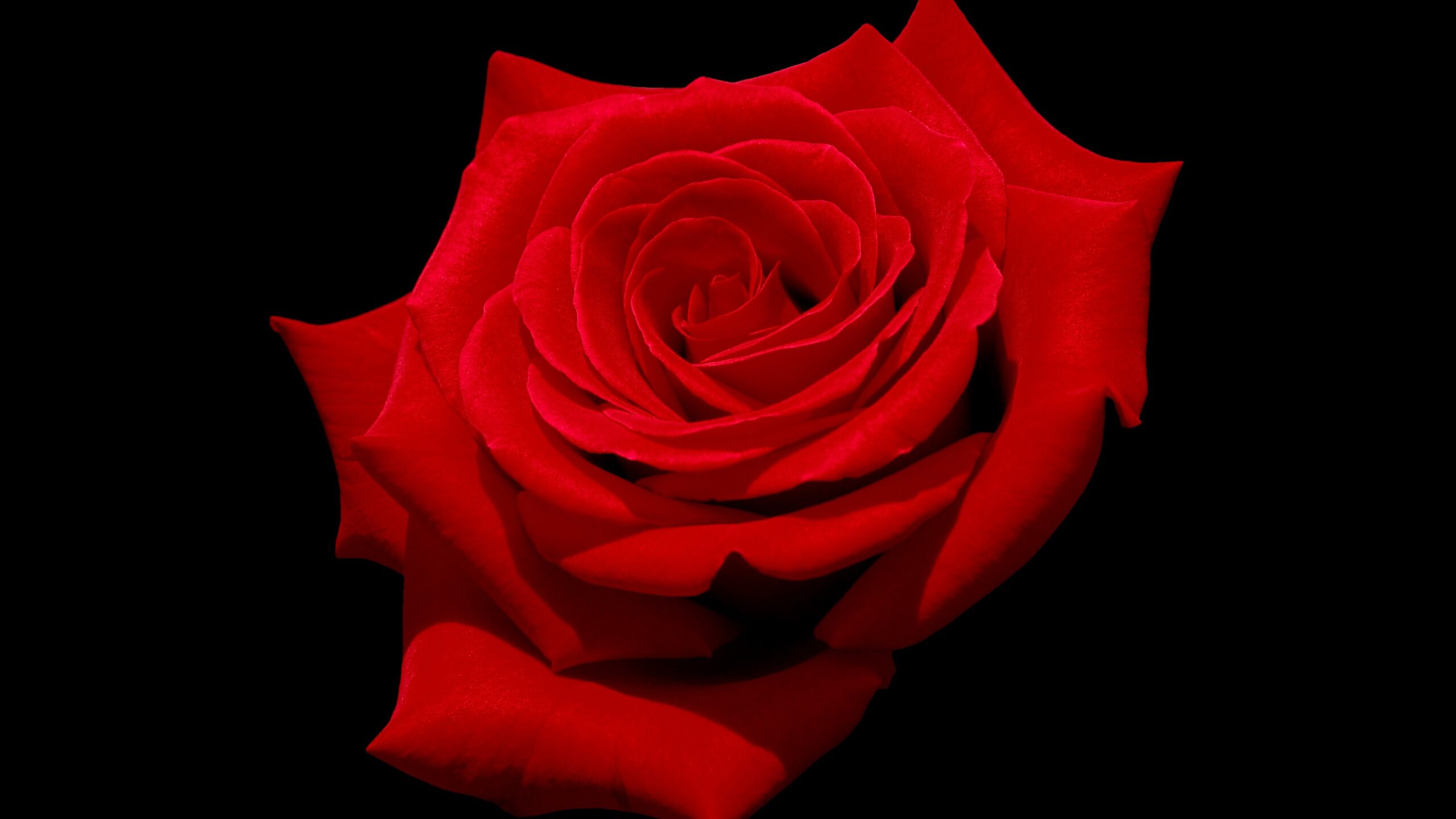 This year's Valentine's season saw a 64 percent Y-o-Y increase in tonnage from KIA.