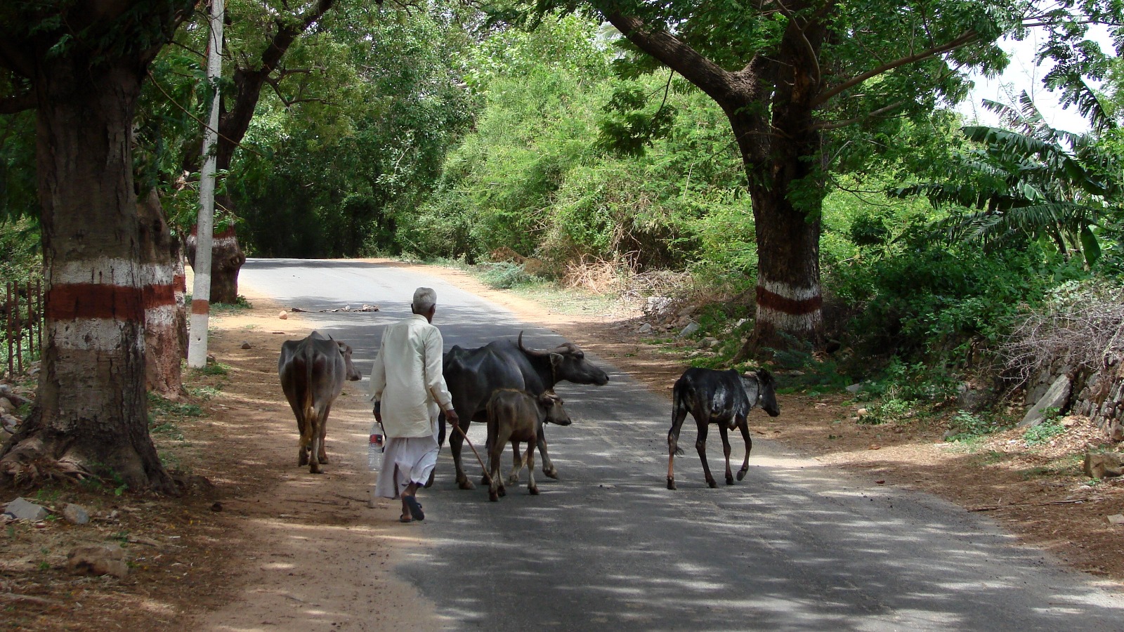 A farmer with his cattle in Hampi, Karnataka.