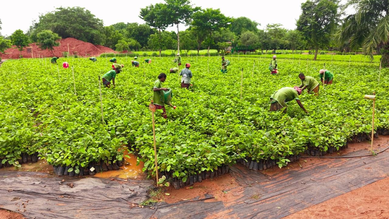 Saplings being cultivated and planted by Isha Foundation.