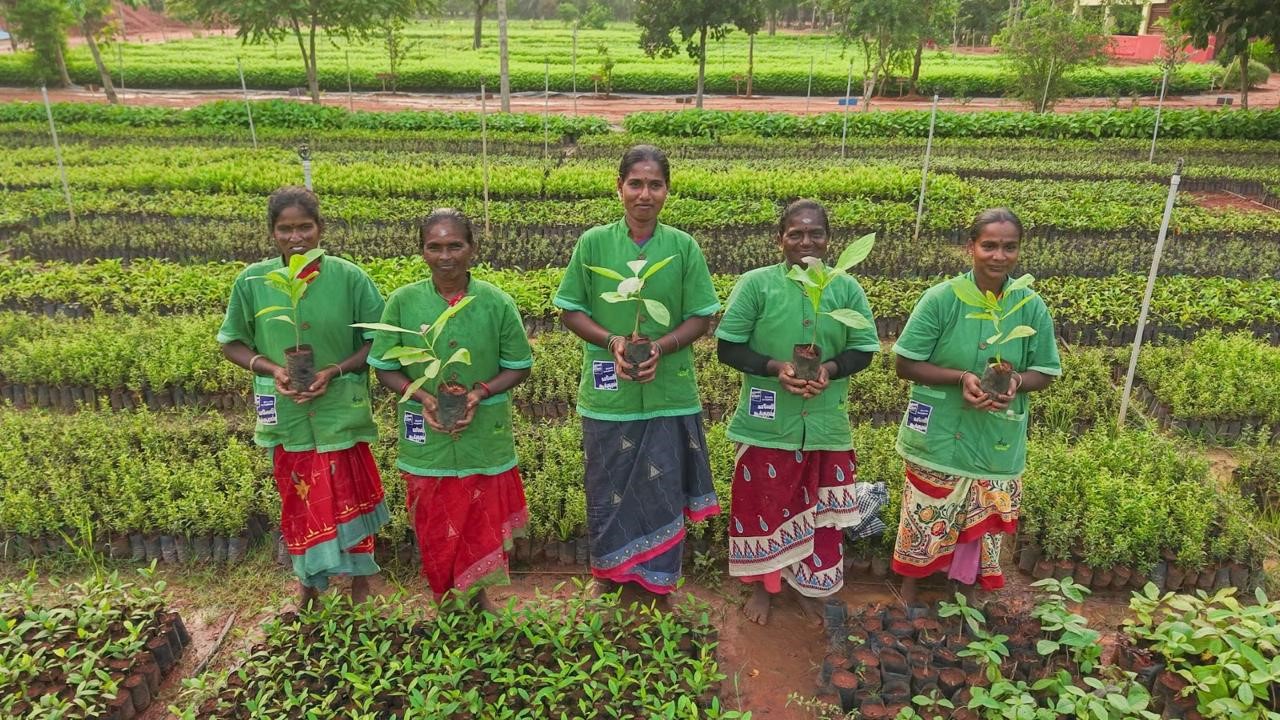 Saplings being cultivated and planted by Isha Foundation.