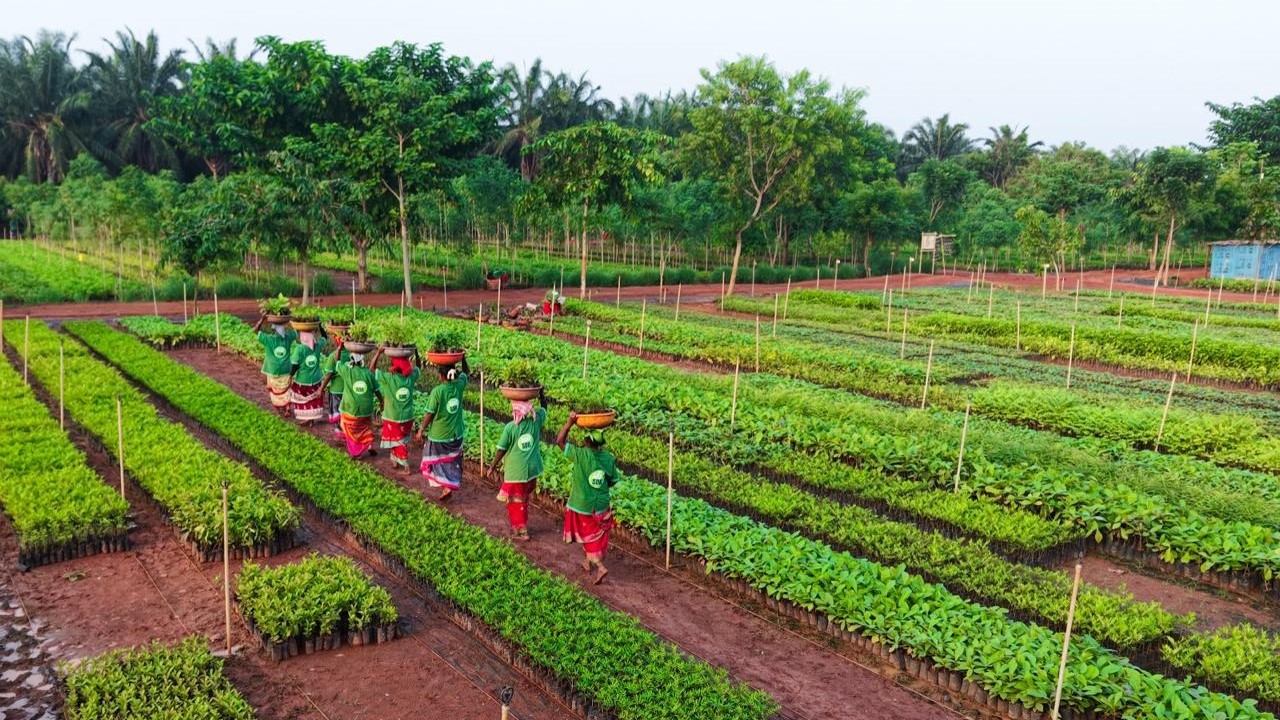 Saplings being cultivated and planted by Isha Foundation.