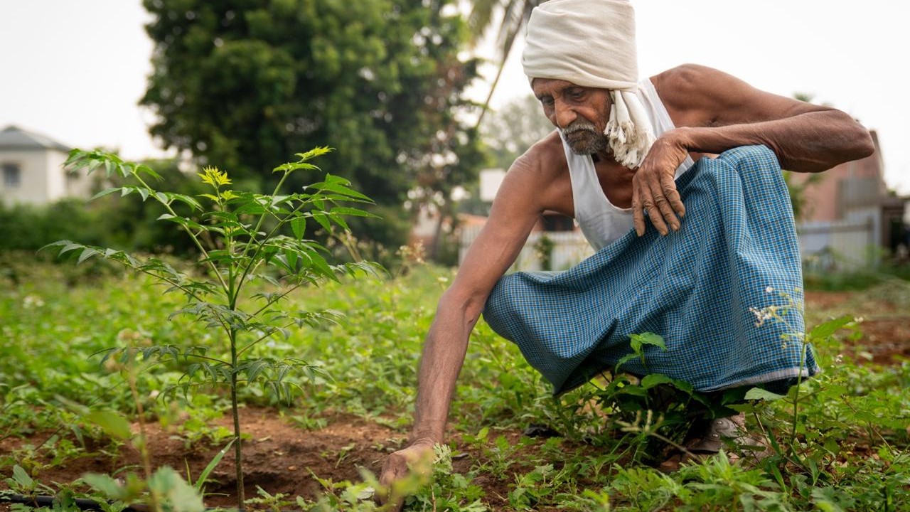 Saplings being cultivated and planted by Isha Foundation.